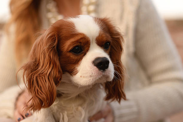 Aéreas têm autonomia para negar pets em voos, diz Anac.