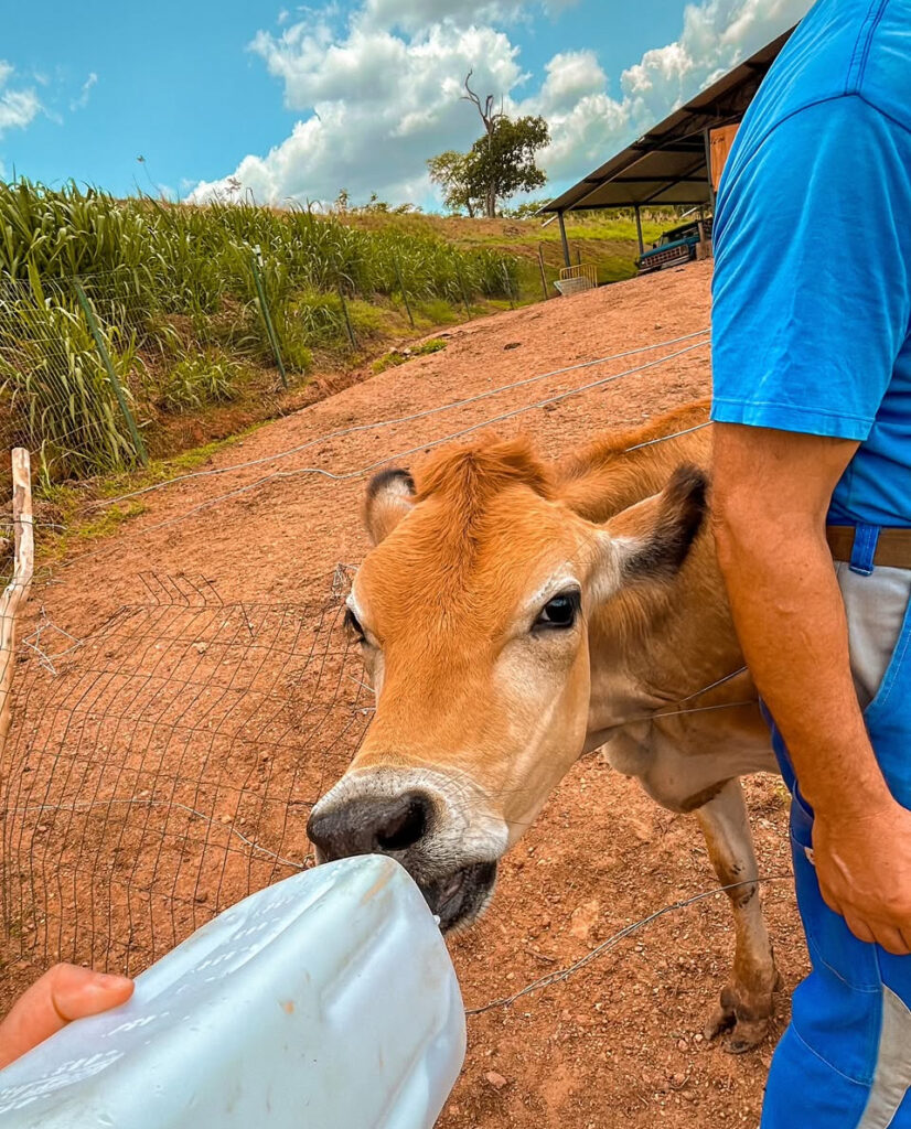 Queijaria de estilo suíço é atração da rota turística de Ouro Verde de Goiás