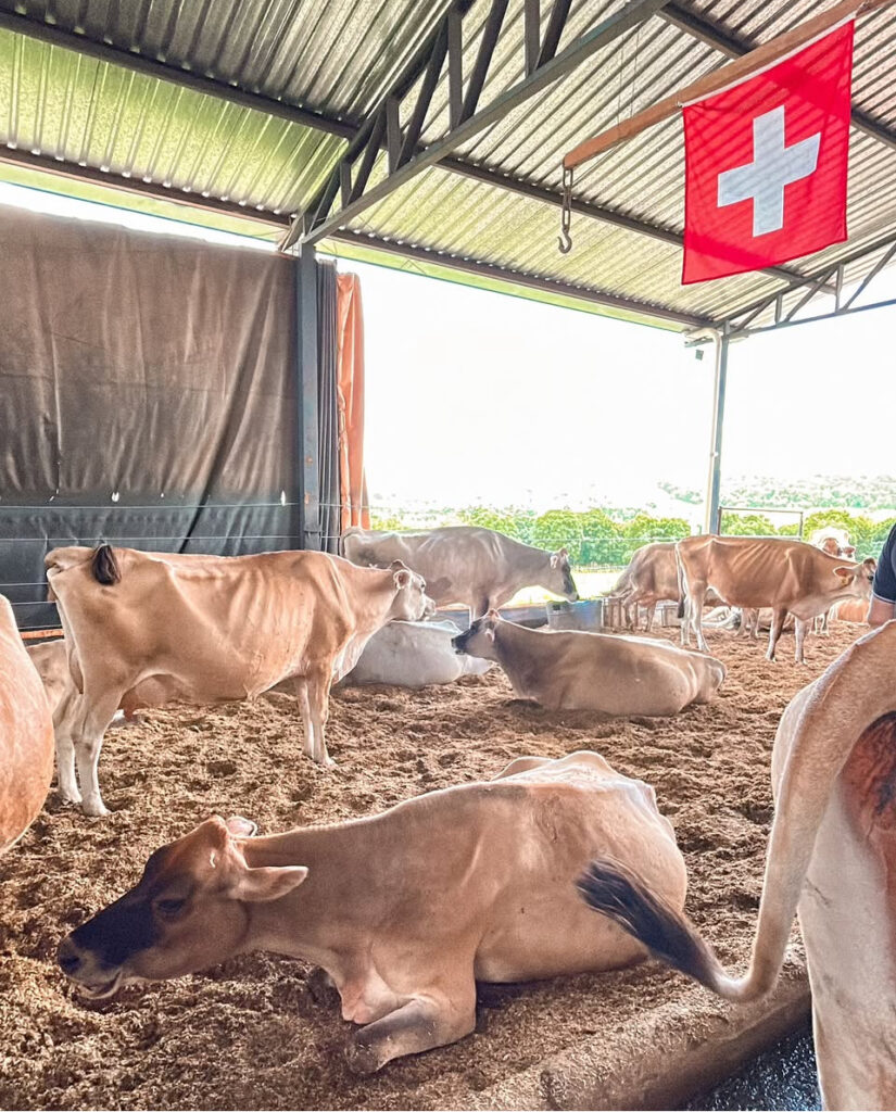 Queijaria de estilo suíço é atração da rota turística de Ouro Verde de Goiás