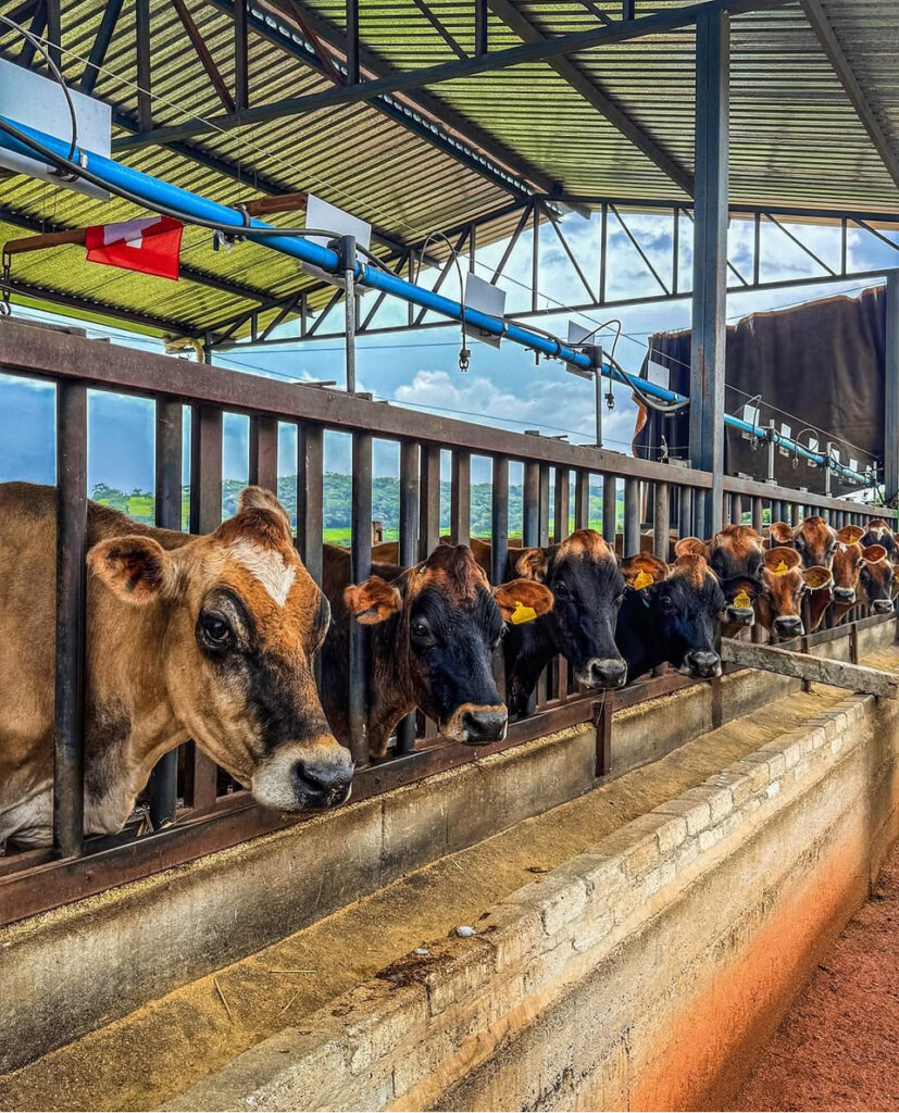 Queijaria de estilo suíço é atração da rota turística de Ouro Verde de Goiás