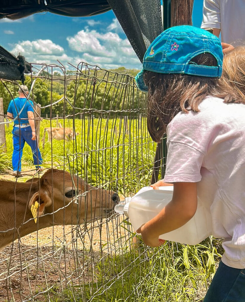 Queijaria de estilo suíço é atração da rota turística de Ouro Verde de Goiás