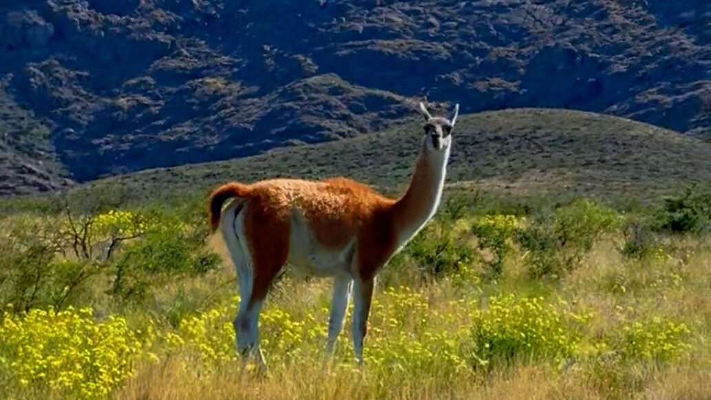 Augusto Perez e sua aventura sobre duas rodas até o Fim do Mundo