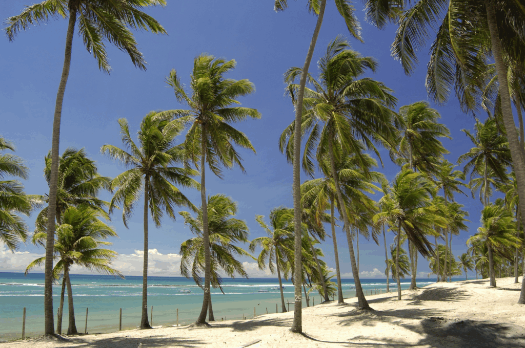 Conhecer a Praia do Francês é se encantar com sua história e cultura