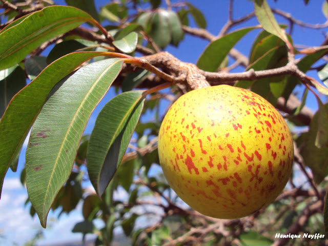 Conheça a Praia do Saco, a joia de Sergipe e descubra o refúgio perfeito na Pousada Mares