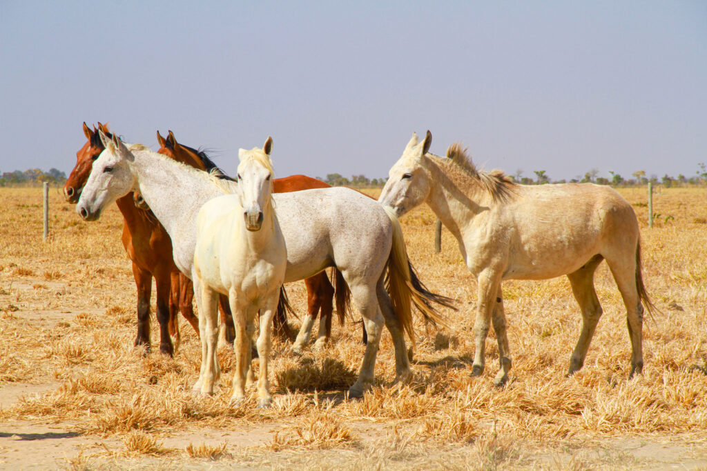 Experience Motoractionbrasil