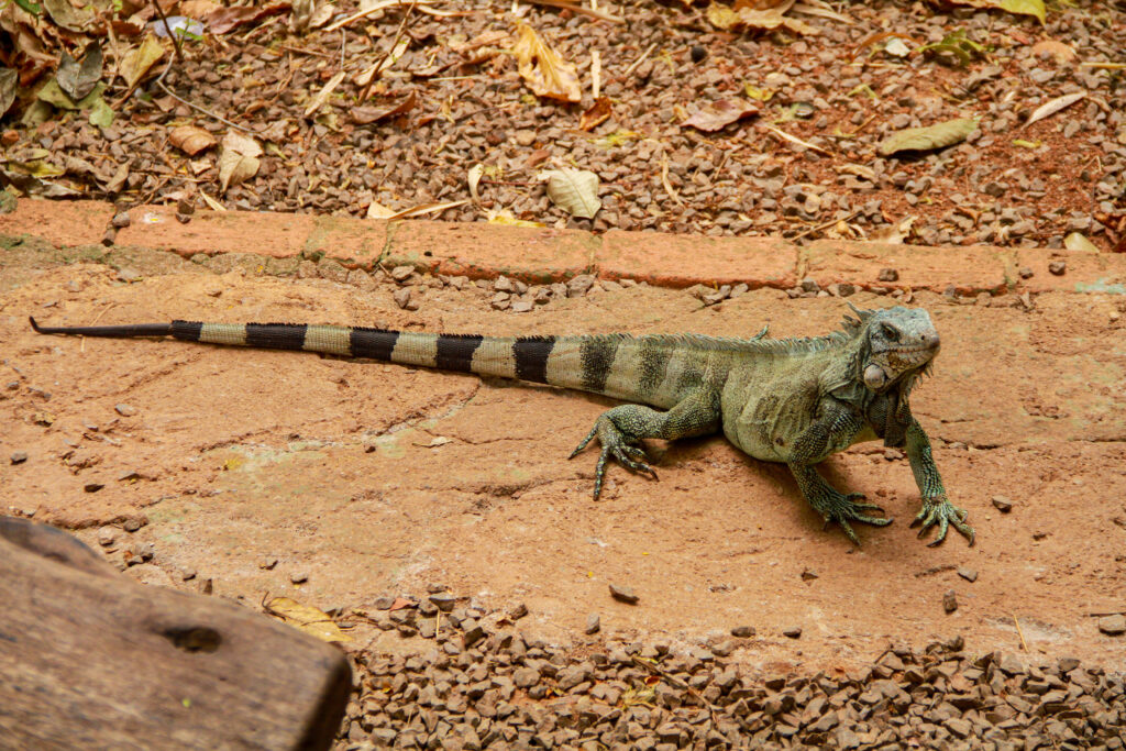 Experience Motoractionbrasil
