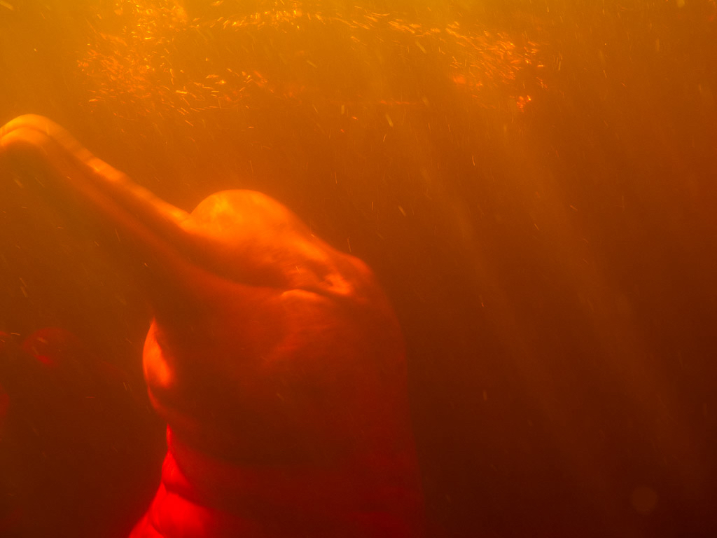 Amazon Emotions é finalista do Prêmio de Turismo Responsável da WTM Latin America 2026