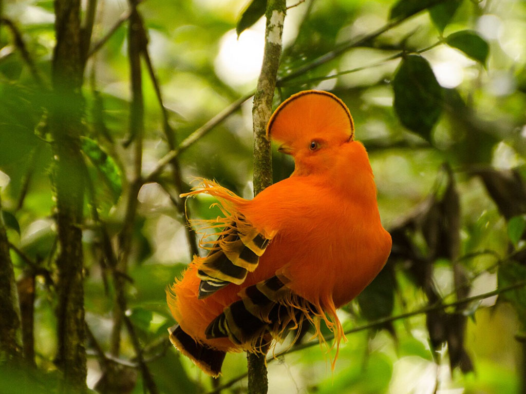 Amazon Emotions é finalista do Prêmio de Turismo Responsável da WTM Latin America 2026