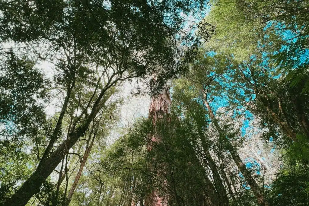O melhor da Austrália: praia, deserto, urbanismo e zero estresse