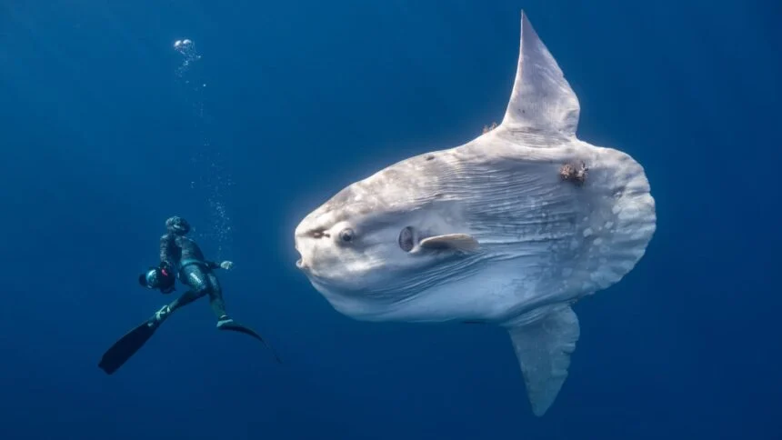 Veja as Fotos Finalistas do Prêmio de Fotografia do Oceano de 2026