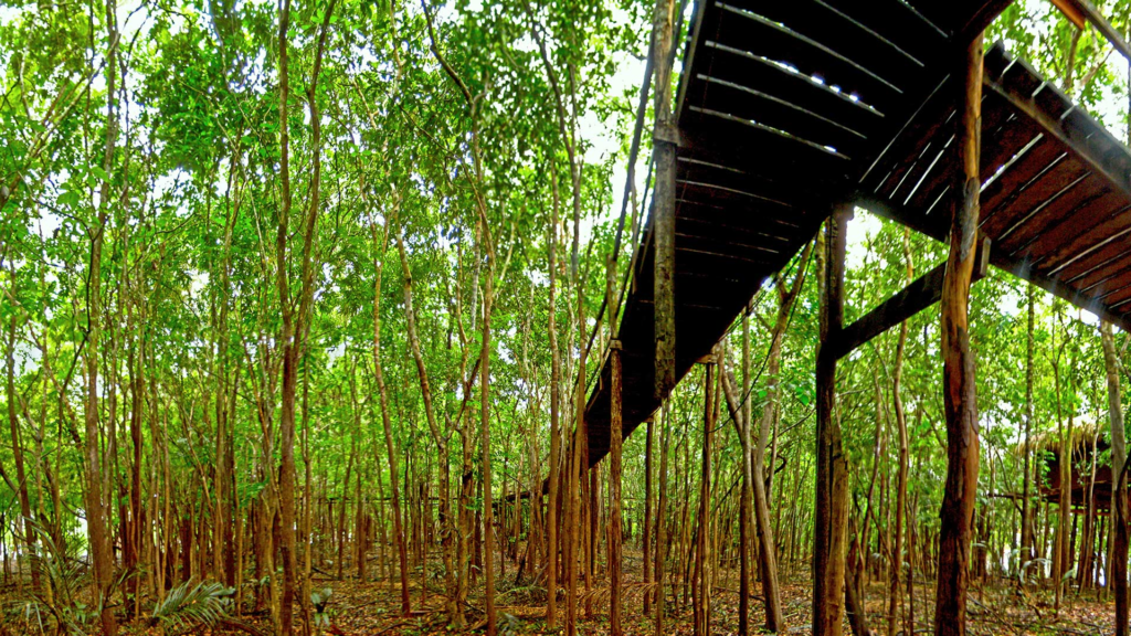 Juma Amazon Lodge: uma experiência de hospedagem em meio à floresta amazônica