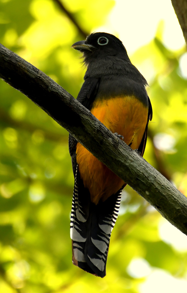 Juma Amazon Lodge: uma experiência de hospedagem em meio à floresta amazônica