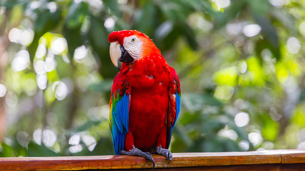 Juma Amazon Lodge: uma experiência de hospedagem em meio à floresta amazônica