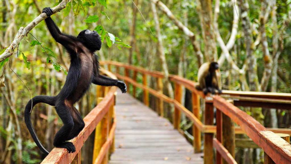 Juma Amazon Lodge: uma experiência de hospedagem em meio à floresta amazônica