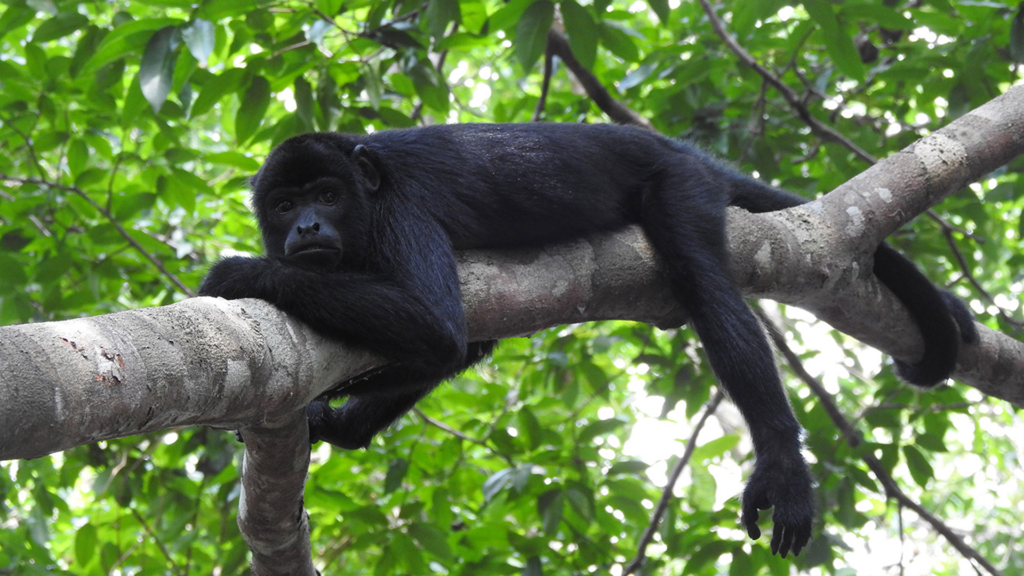 Juma Amazon Lodge: uma experiência de hospedagem em meio à floresta amazônica