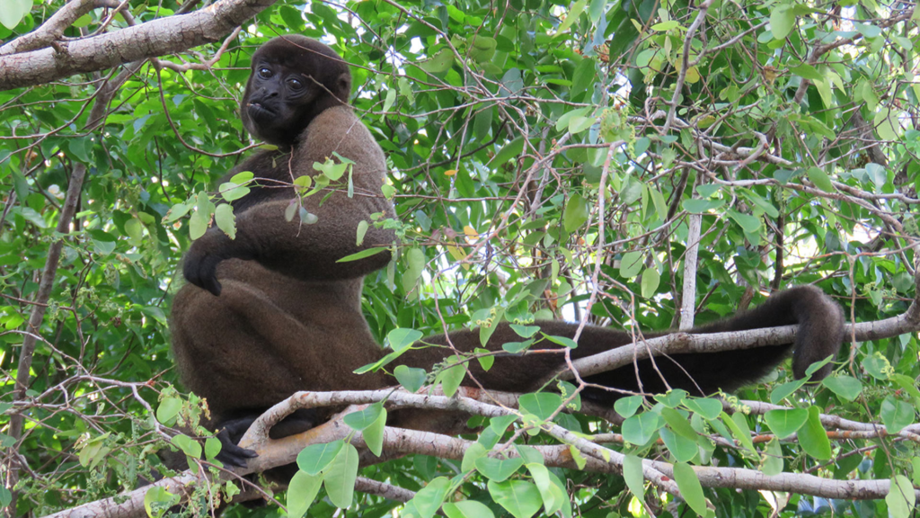 Juma Amazon Lodge: uma experiência de hospedagem em meio à floresta amazônica