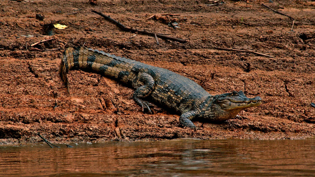 Juma Amazon Lodge: uma experiência de hospedagem em meio à floresta amazônica