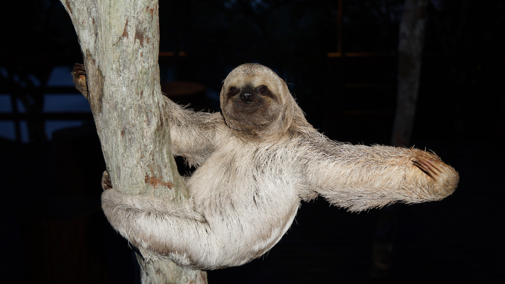Juma Amazon Lodge: uma experiência de hospedagem em meio à floresta amazônica